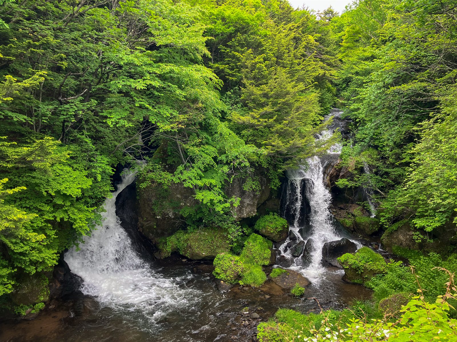 岩で二手に分かれて流れ落ちる竜頭の滝。苔と新緑が鮮やか（奥日光）