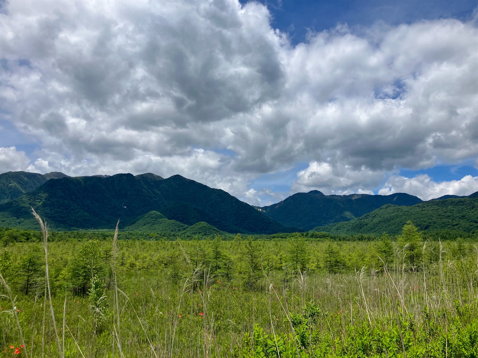 夏の青空と雲、山並みを背にした戦場ヶ原の広大な湿原（奥日光）