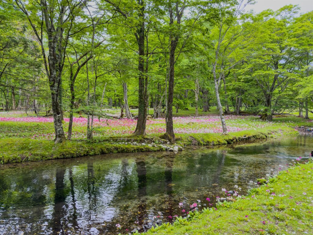 千手ヶ浜のクリンソウ群生地（中禅寺湖・奥日光の初夏）